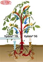 Vydate :: rapido assorbimento da parte delle radici