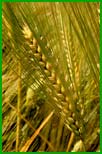 ILSA fertilizzanti - concimi grano