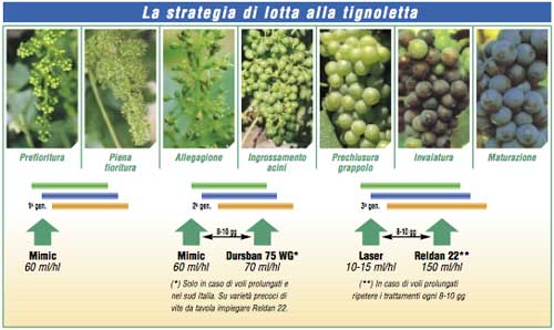 Strategia di lotta alla tignoletta