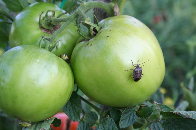 I lavori su pomodoro suggeriscono che la soia è particolarmente più attrattiva e più essere usata per la creazione di una fascia inerbita di protezione della coltura
