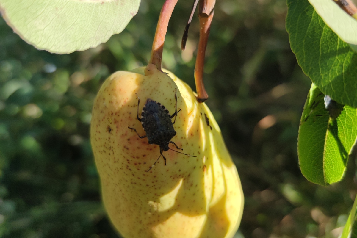 Nell'ambito del progetto Contr-Halys è stato testato l'impiego di fasce seminate a soia e favivo per attirare gli esemplari di cimice asiatica e tenerli lontani da colture di interesse quali il pero e il pomodoro da industria.