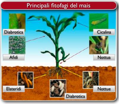 Bayer CropScience - Poncho - principali fitofagi del mais