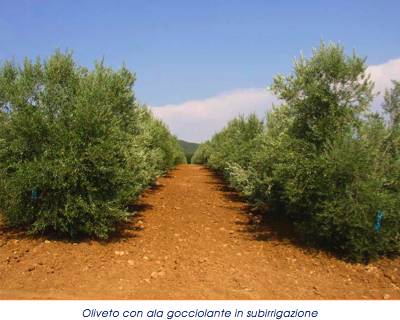 Netafim - irrigazione - subirrigazione oliveto