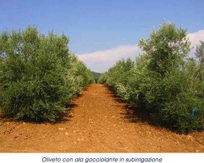 Netafim - irrigazione - subirrigazione oliveto Netafim - irrigazione - subirrigazione oliveto